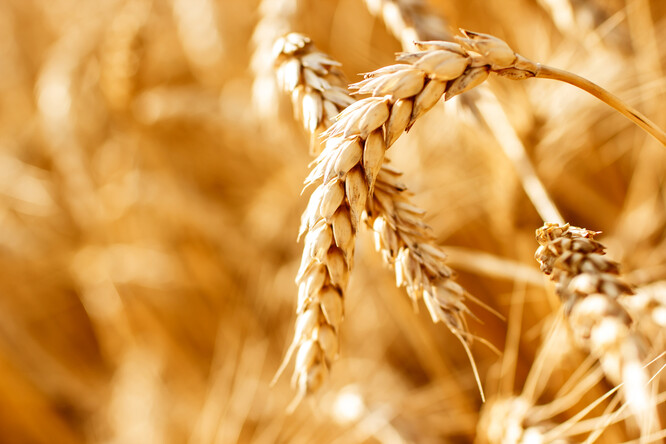 Pšenice se obchoduje za cca 6 Kč na kilogram, hektar tedy dá zemědělci nějakých 30 000 Kč.