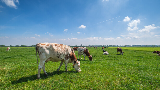 Krávy, kozy a vysoká produkují metan, když jejich žaludky tráví tvrdá vlákna, třeba trávu.