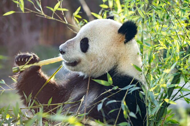 Šance, že pandí samice zabřezne, je poměrně malá. K oplodnění totiž může dojít jen během několika dnů jednou za rok.