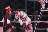 bílý tygr v cirkuse
