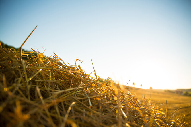 Otázkou, co udělat s posečenou trávou, se podle Kafkové Sdružení Krajina zabývá přes 20 let, pálit ji nechtělo. Většinou se tráva ukládala na kompost nebo sušila pro hospodářská zvířata. Ilustrační foto