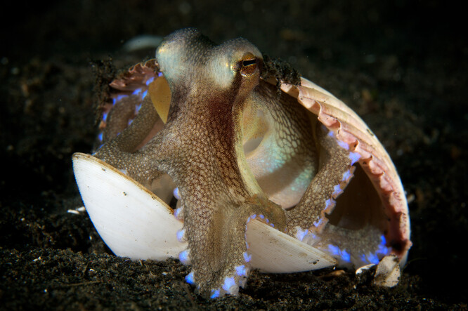 Chobotnice se chrání materiálem, který najde na dně moře. Ať to jsou mušle, nebo odpadky.