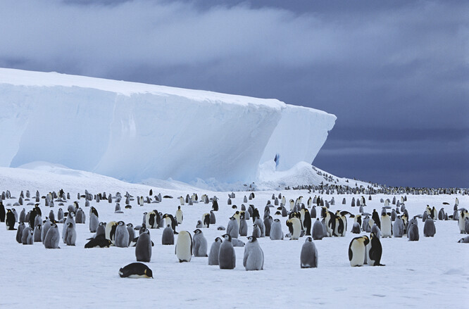 Očekává se, že do konce tohoto století vymizí víc než 90 procent kolonií tučňáků císařských, protože kvůli stále vyšším teplotám bude u Antarktidy stále méně mořského ledu.