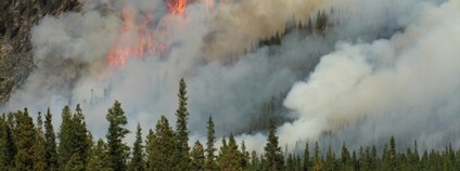 Obrovské plameny lesního požáru Foto: Depositphotos