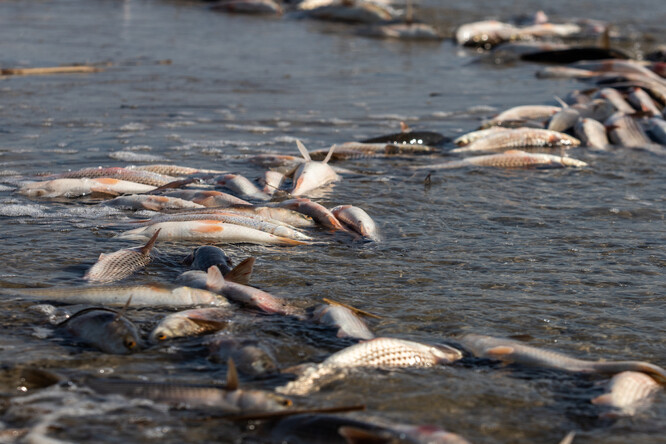 O úhynu začali rybáři hovořit už koncem minulého měsíce a nyní množství mrtvých ryb počítají v tunách. Ilustrační snímek.
