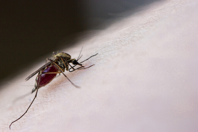 Vědci dospěli k závěru, že výběr mýdla by mohl částečně vysvětlit, proč jsou někteří lidé magnetem na komáry, zatímco jiní vyváznou bez kousnutí.