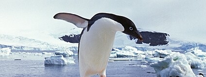Tučňák kroužkový Foto: Depositphotos