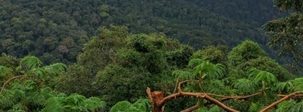 Tropický deštný les v Africe Foto: Depositphotos