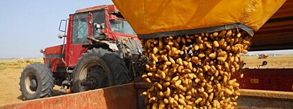 Traktor s nákladem brambor Foto: Depositphotos