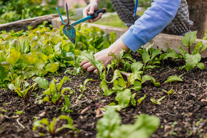 Samozásobitelské pěstování zeleniny má stále největší tradici v oblastech menších sídel a venkova, zajímavou odnoží je sdílené a komunitní pěstování zeleniny ve městech.