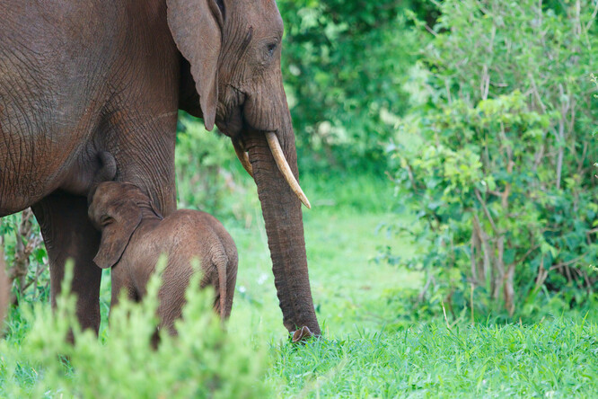 Slonice nosí mláďata 22 měsíců, což je nejdelší doba gravidity u savců, a rodí zhruba každé čtyři roky.