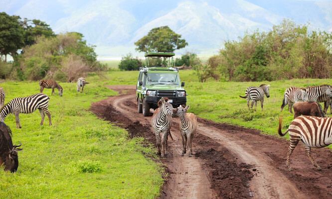Pokud to budeme vnímat jen optikou Masajů, jsou jednoznačnou obětí. Proti nim totiž stojí vláda lačná peněz cestovního ruchu a výnosný byznys chráněných území a soukromých safari.