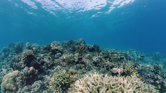 Do roku 2016 byly zaznamenány jen dva případy hromadného blednutí a vědci varují, že je třeba přijmout naléhavé kroky, pokud má útes přežít.