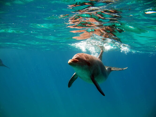 Delfíni jsou na planetě Zemi přítomni už nějakých třiadvacet milionů let.