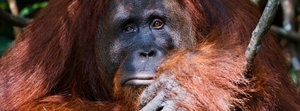Orangutan Foto: Depositphotos