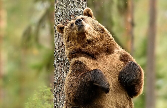Když se medvědi drbou o kůru, z jejich stromových škrabadel se uvolňují dehty, pryskyřice a míza.