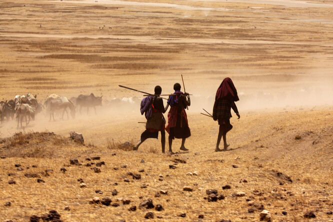 Masajové jsou primárně kočovní pastevci, migrující se stády rohatého dobytka krajinou. A jejich tradiční způsob života je tak v rozporu s tím, co a jak na třetině svého území Tanzanie chrání.