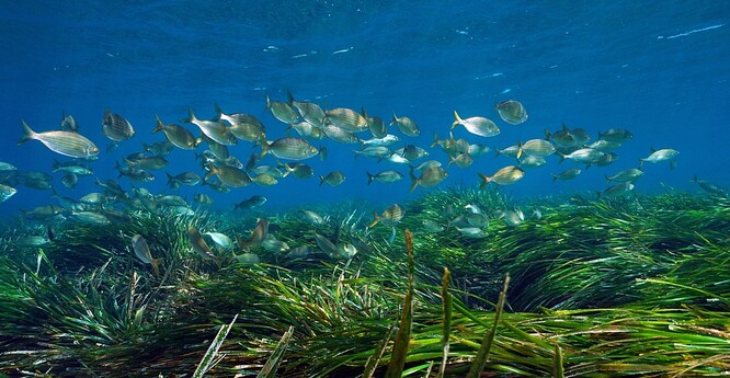 Prvními oběťmi stále se zrychlujících dopadů globálního oteplování jsou kolonie korálů a posidonií, zelených trav rostoucích na písečném mořském dně. Tyto rostliny slouží jako útočiště před predátory pro mladé ryby a také pohltily 11 až 42 procent oxidu uhličitého, který lidé vyprodukovali od průmyslové revoluce.