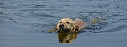 Plavající labradorský retrívr Foto: Depositphotos
