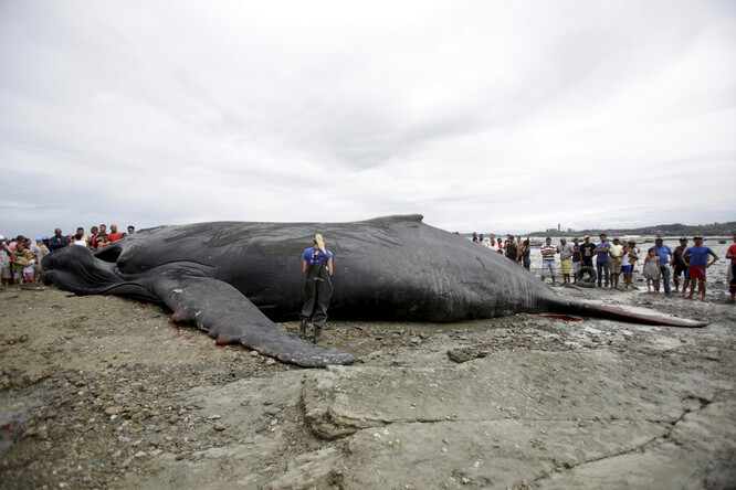 Salvador, bahia, Brazílie - 30. srpna 2019: velryba hrbatá - Megaptera novaeangliae - umírá na mělčině na pláži v Coutos ve městě Salvador