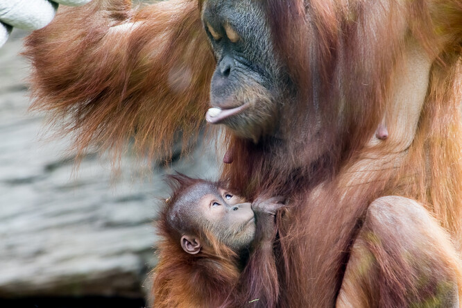 Orangutaní mláďata zůstávají u matky osm až devět let, což je déle než u ostatních savců s výjimkou člověka. Nemarní čas, musí se naučit, jak najít nebo zpracovat až 200 poživatin.