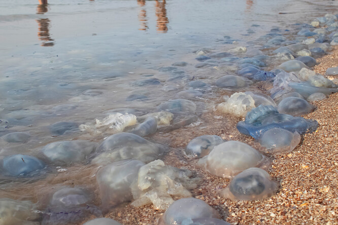 Tím, že přispíváme k proměně podnební, zbavujeme moře přirozených nepřátel medúz a ještě jim vytváříme schovávačky, se sami posouváme k tomu, že se z koupání v Jadranu může stát palčivě žahavá senzace. Ilustrační foto