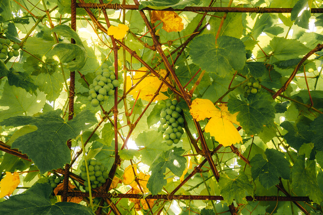 Experiment zjihofrancouzského vinařství v Restinclières ukázal, že na současnost adaptovaný model arbustum vytváří ideální mikroklima pro růst révy vinné. Včetně ochrany před mrazy, přilákání opylovačů i vydatné úrody.