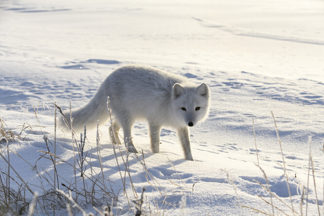 Polární lišky se ve Skandinávii ocitly na pokraji vyhynutí kvůli lovcům, kteří prahli po jejich zimní, bělostné kožešině. Až ve 20. a 30. letech minulého století byl zaveden zákaz jejich lovu a jejich ochrana.