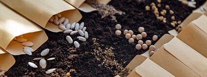 Semínka v sáčcích na zemině Foto: Depositphotos