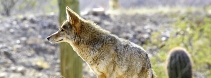 Kojot prériový Foto: Depositphotos