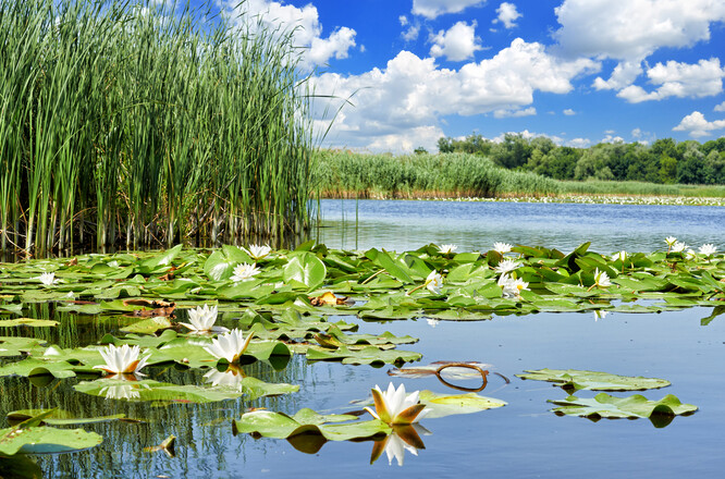 Ukrajinská média informovala například o devastaci Nyžňodniprovského národního parku v deltě Dněpru, který zahrnoval lužní lesy, louky, mokřady i stepi s rozmanitou flórou i faunou.