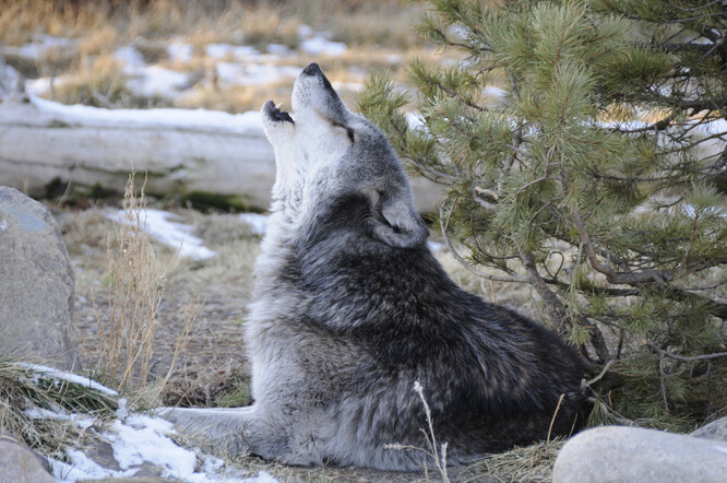 Příběh o návratu vlků do Yellowstone, prezentovaný jako pohádka s dobrým koncem, si přitom žije už skoro tři dekády svým vlastním životem. Jako příklad dobré praxe je dáván skoro pokaždé, když se někde nadnese téma návratu velkých šelem do krajiny.