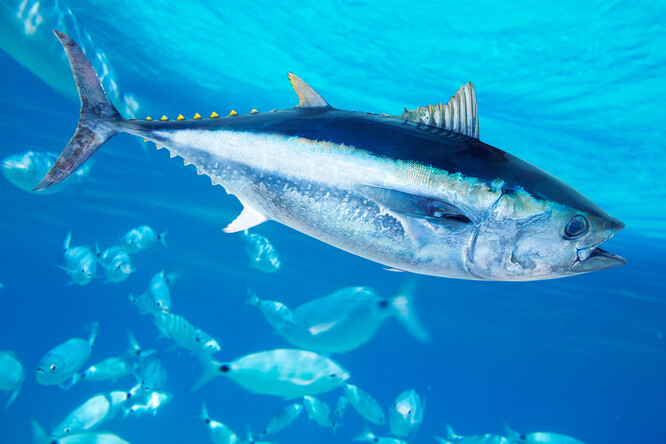 Vody u Tuniska jsou jedním z nejlepších míst tření tuňáka obecného, vysoce ceněného druhu, jehož maso se rozplývá na jazyku a používá se k přípravě toho nejlepšího suši. Každoročně se tam v sezoně lovu tuňáků sjíždějí lodě z celého Středomoří - Tunisané, Egypťané, Řekové.