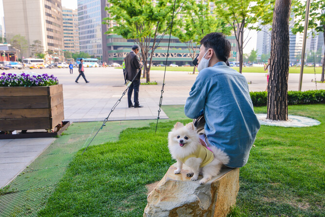 Volání po zákazu konzumace psího masa v Jižní Koreji roste. V 51milionové zemi vlastní více než šest milionů domácností psa jako mazlíčka, uvádí Reuters.