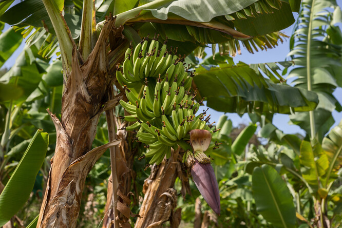 Ve Francii se chlordekon legálně používal mezi lety 1981 a 1990. Na Guadeloupu a Martiniku, kde žije zhruba 750 000 lidí, se díky výjimce od francouzské vlády používal o tři roky déle k boji proti škůdcům na banánových plantážích.