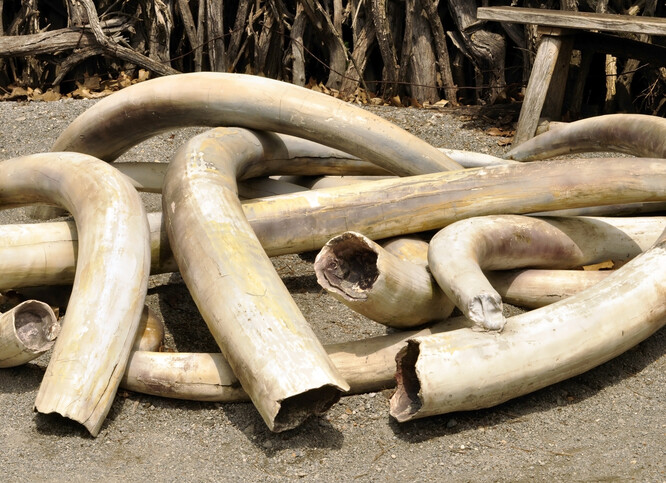 Podle Reuters má Zimbabwe v přísně střežených halách v Harare 130 000 tun slonoviny a 67 tun nosorožčích rohů. Vláda žádá Evropskou unii a další země o povolení k odprodeji. Ilustrační foto