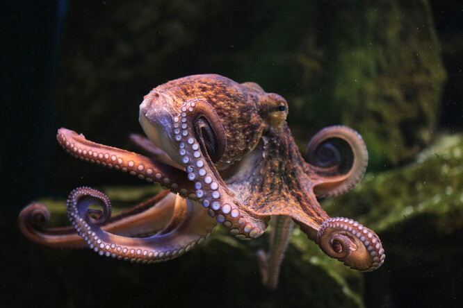 Chobotnice pobřežní měří mezi 30 a 90 centimetry, její ramena můžou ale dosahovat délky až jednoho metru.
