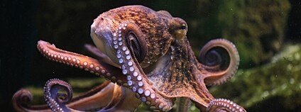 Chobotnice pobřežní Foto: Depositphotos