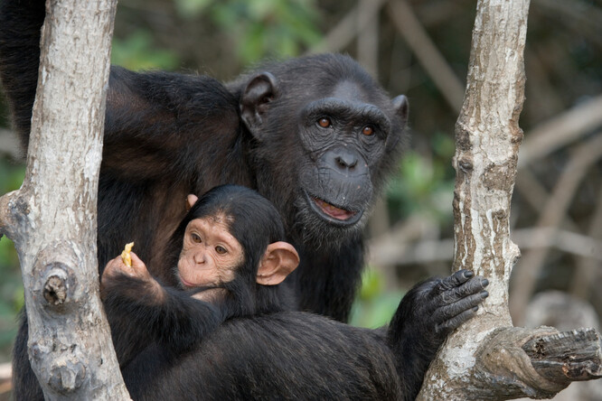 Šimpanz čego je  rozšířený v centrální Africe. Ilustrační foto