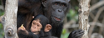 Šimpanzice s mládětem Foto: Depositphotos