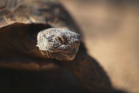 S adaptací na přesluněné prostředí a dlouhodobým pobytem pod zemí se u pouštních želv pojí ještě dva charakteristické rysy: dlouhověkost a poněkud chabá tendence k rozmnožování.
