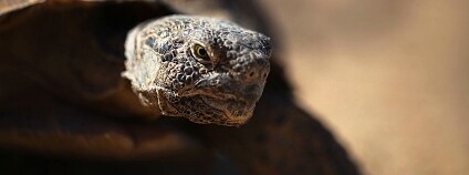 želva Foto: Lauren Kurkimilis Wikimedia Commons želva Foto: Lauren Kurkimilis Wikimedia Commons