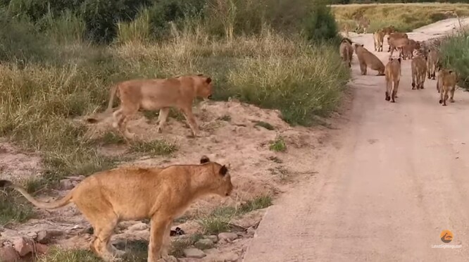 Lvi v Krugerově parku.