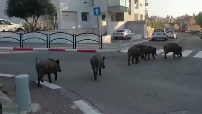 Divoká prasata se do města Haifa stahují z okolních údolí a často jsou vidět jen několik metrů od domů.