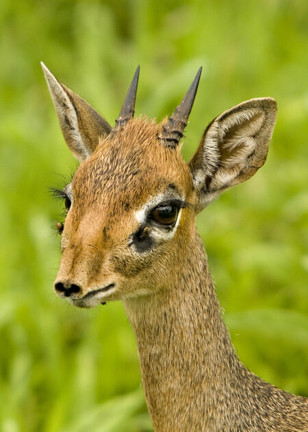 Nejmenší antilopy světa jsou dlouhé 50 až 70 centimetrů, váha se pohybuje od tří do sedmi kilogramů.