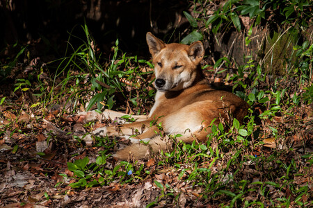 Dingo pochází z jihovýchodní Asie a bývá považován za předchůdce domestikovaných psů. / Ilustrační foto