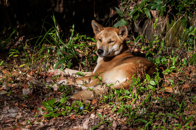 "Psi dingo mají rádi větší volnost. Zhruba před 20 lety zahrada psy dingo chovala, z dnešního pohledu v malých klecích. Nyní počítáme s velkým prostorem nevyužívaného pozemku pod expozicí Austrálie," uvedla ředitelka zooparku Dagmar Nepeřená.
