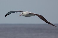 Albatros stěhovavý v Namibii