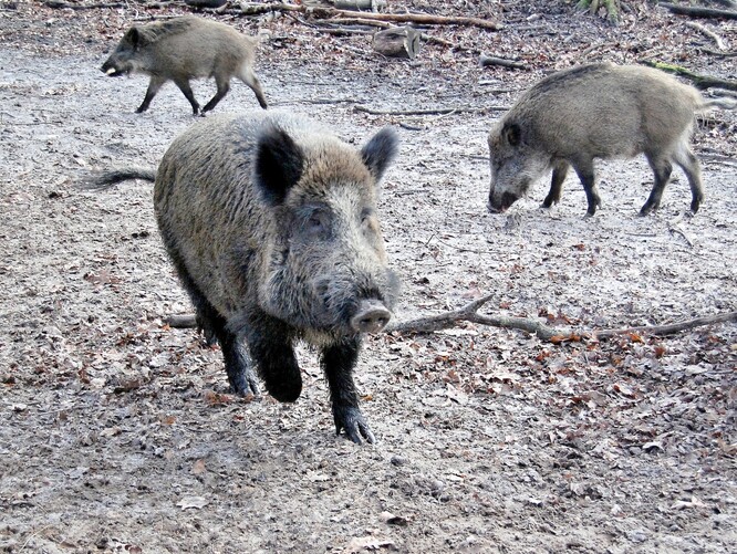 Divoká prasata působí škody především zemědělcům.