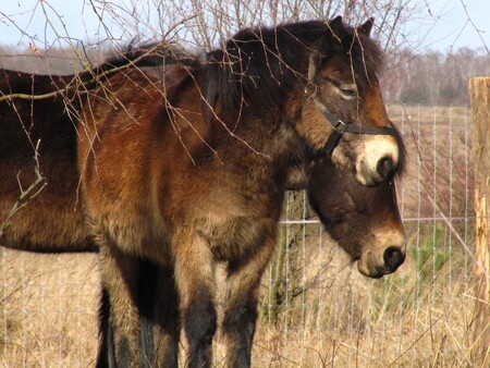 Až před šesti lety genetické analýzy ukázaly, že divoký kůň byl hnědák